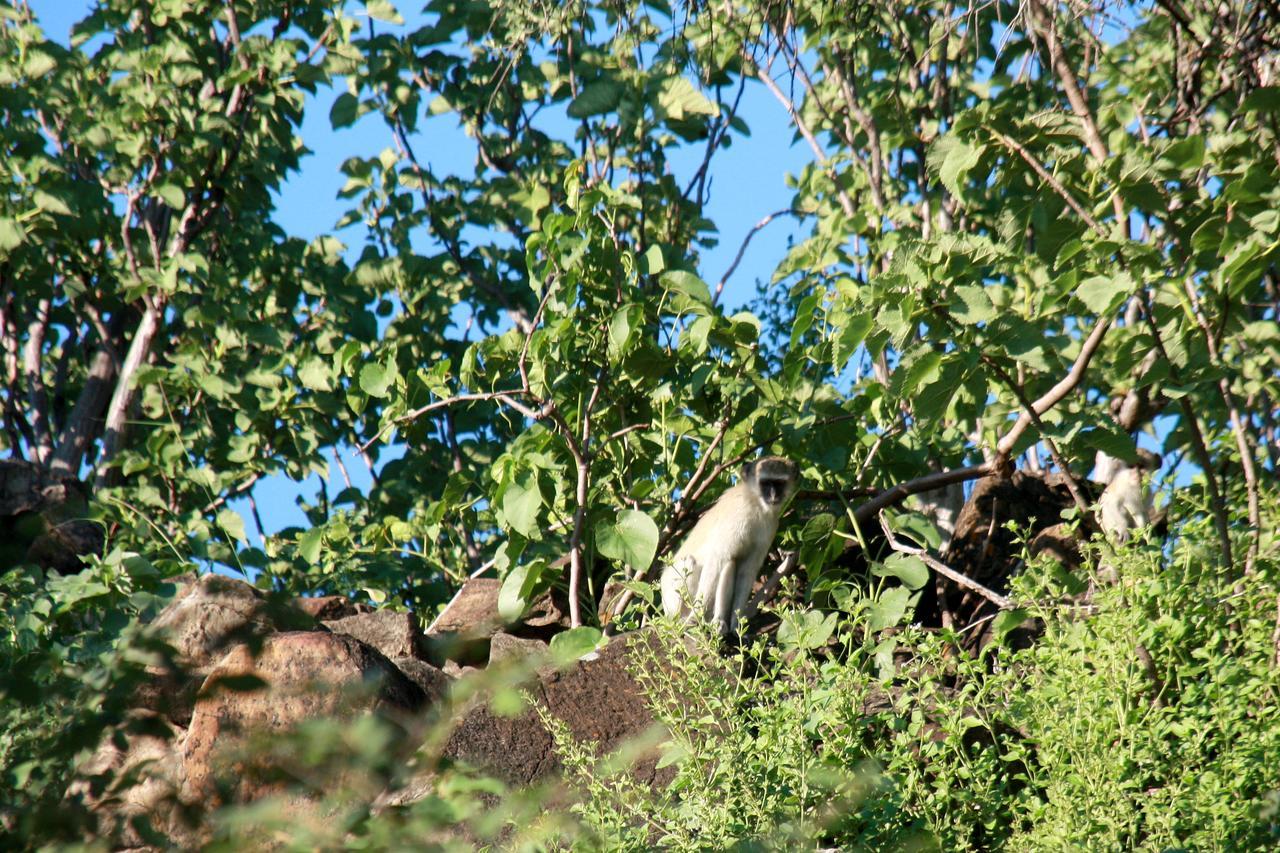Ghaub Nature Reserve & Farm - One Namibia Grootfontein Buitenkant foto